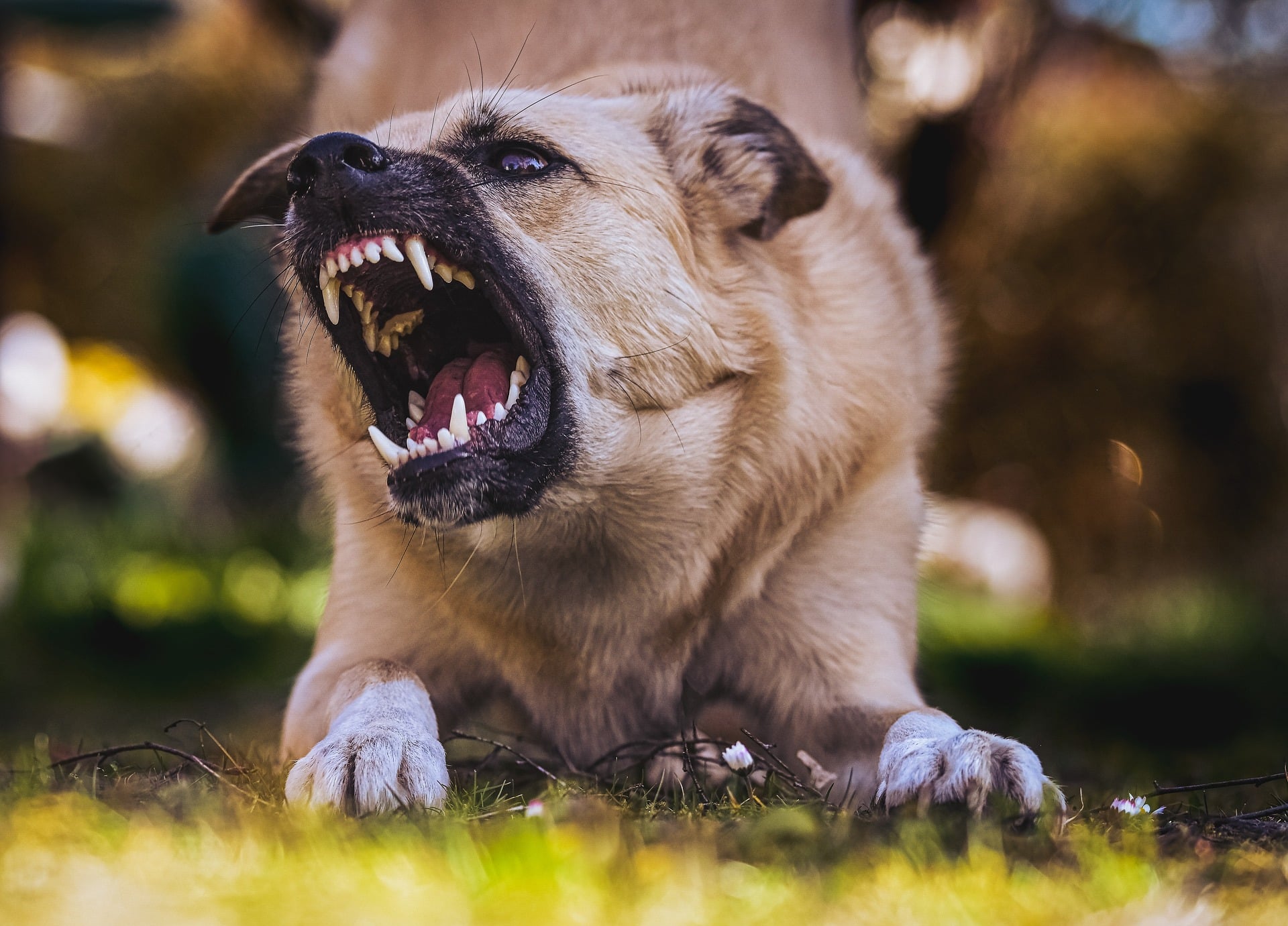Két kutya támadt rá az idős nőre ! Fotó: Pixabay