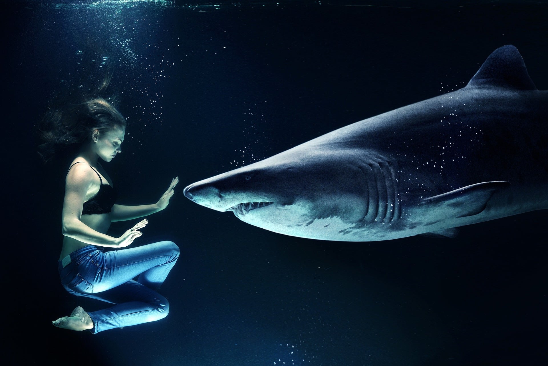 Nem érdemes elmenekülni a cápák elől / Fotó: Pixabay