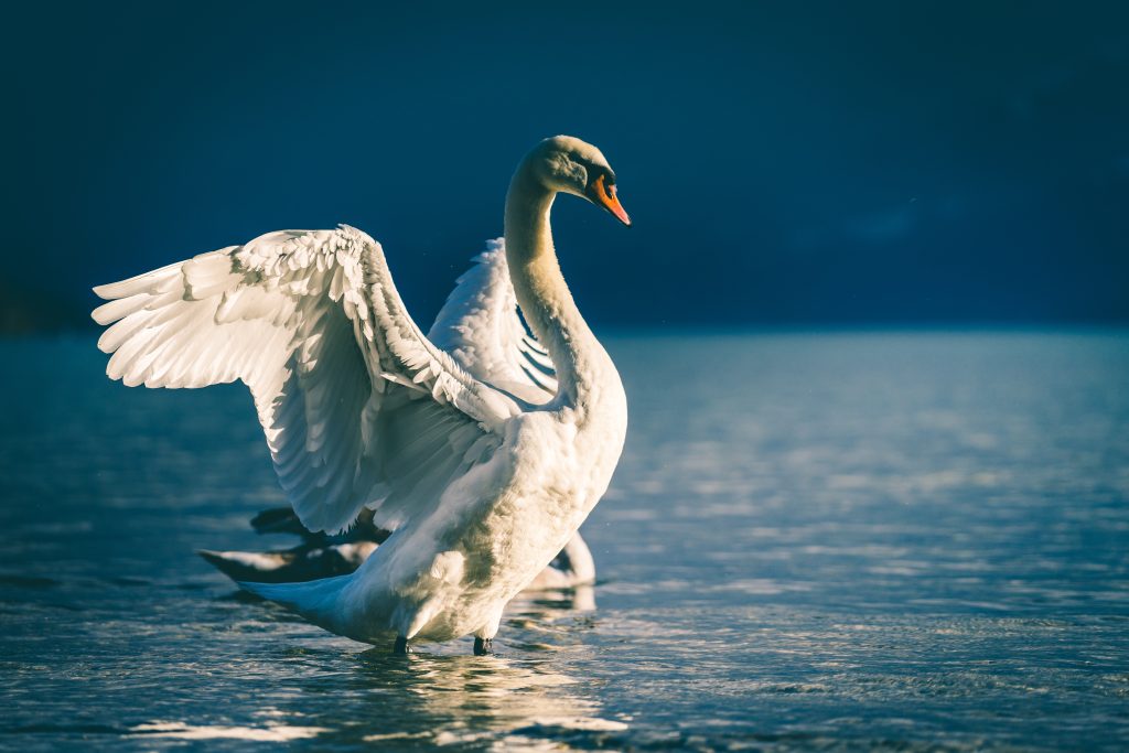 Fotó: Unsplash