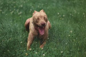 Pitbull - Fotó: pixabay