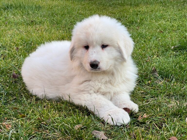 Fotó: AcNews/illusztráció