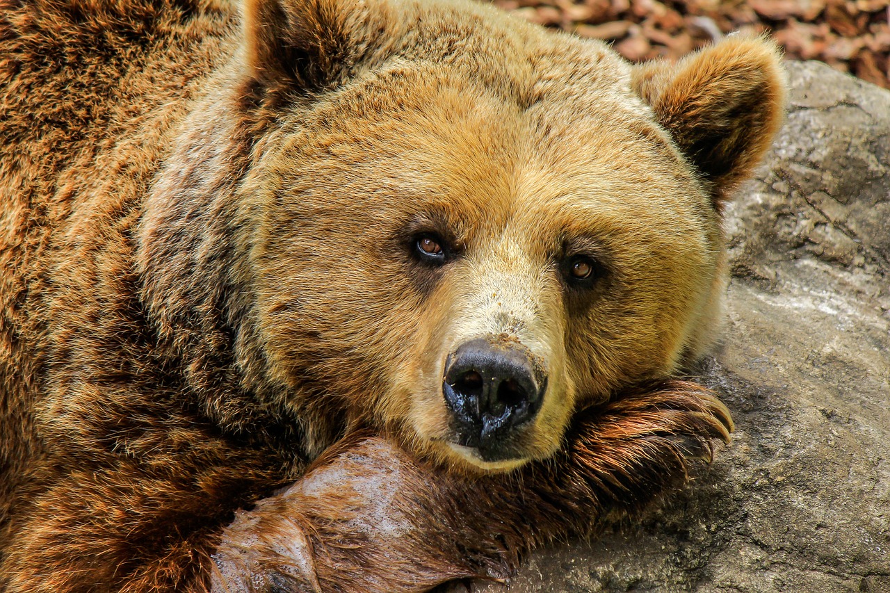 A hatalmas medve nem játék, bemerészkedhet a portákra is Fotó: Illusztráció / Pixabay