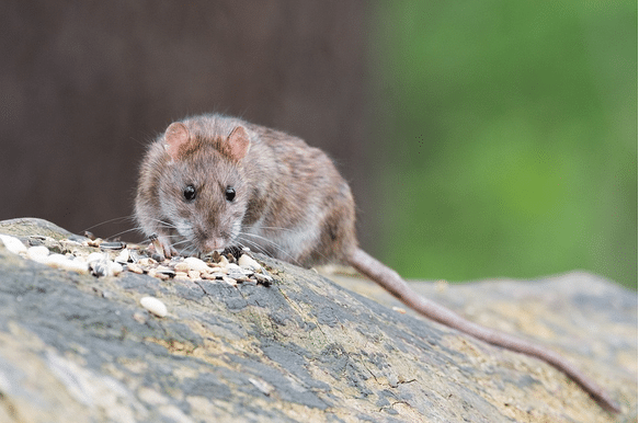 Számtalan fertőzést terjeszt a patkány, a harapása is nagyon veszélyes / Fotó: Pixabay