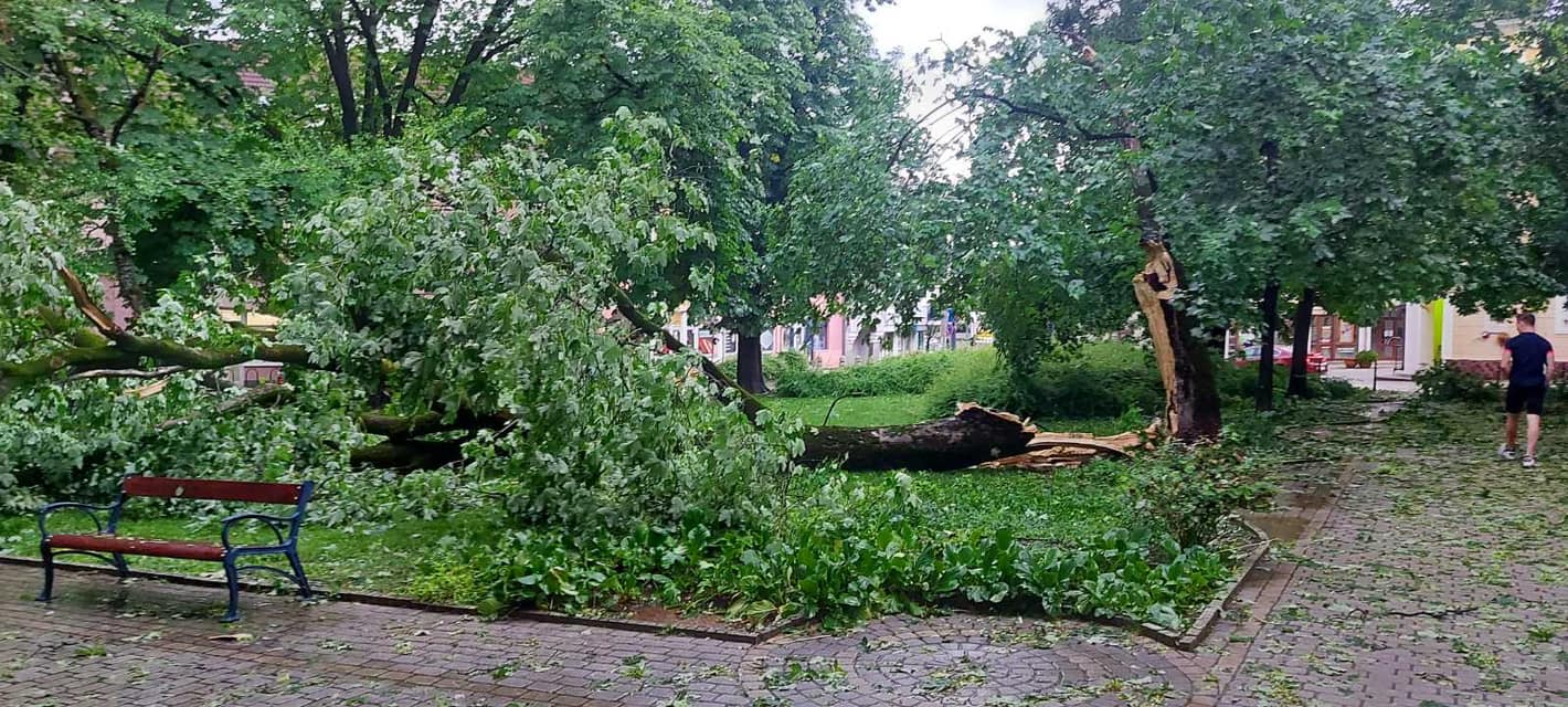 Kidőlt fák maradtak a brutális vihar után/Fotó: MTI illusztráció