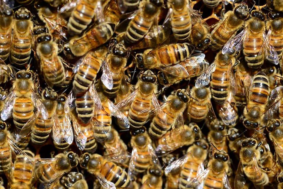 Kis híján belehalt a méhcsípésekbe a gyanútlan turistanő Fotó: Pixabay