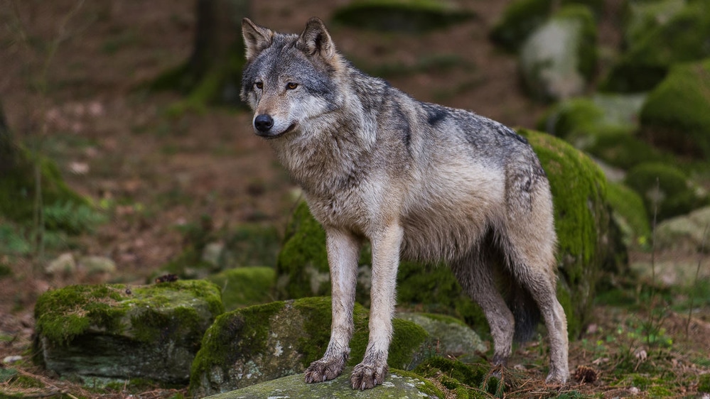Korlátozná az EU a farkasok védett státuszát - fotó: WWF