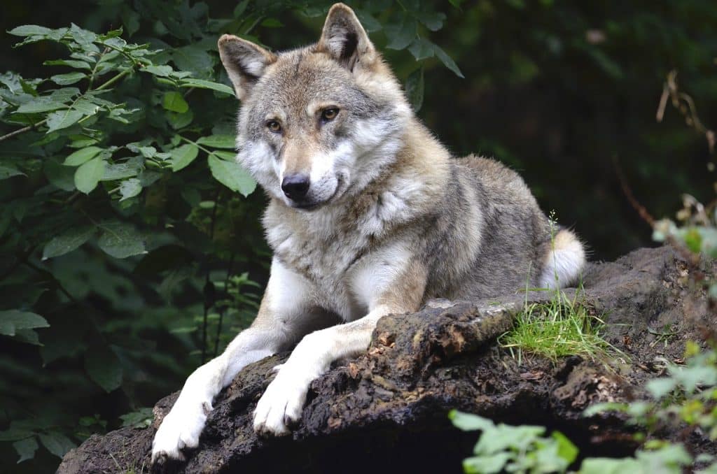 Nem kegyelmeztek a svájci farkasgyilkosság felelőseinek