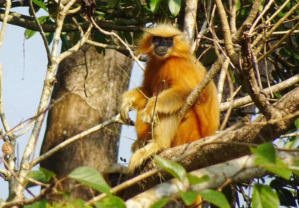 Langur majom Fotó: Pixabay