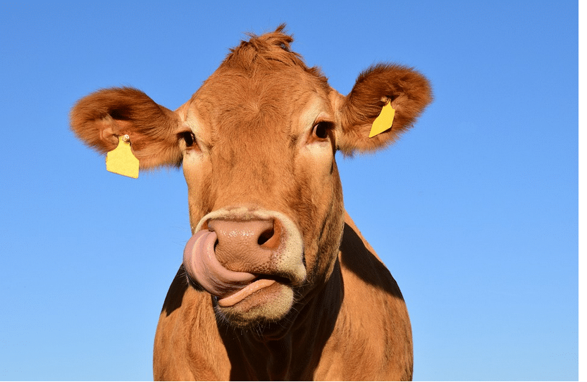 A vízággyal kényeztetett tehén boldogabb és több tejet ad Fotó: Pixabay