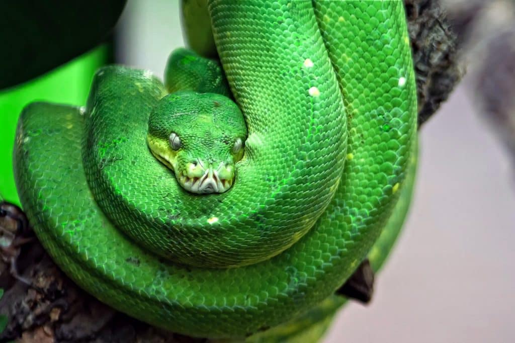 A holland rendőrség körözést adott ki a zöld mamba fotójával Fotó: Pixabay