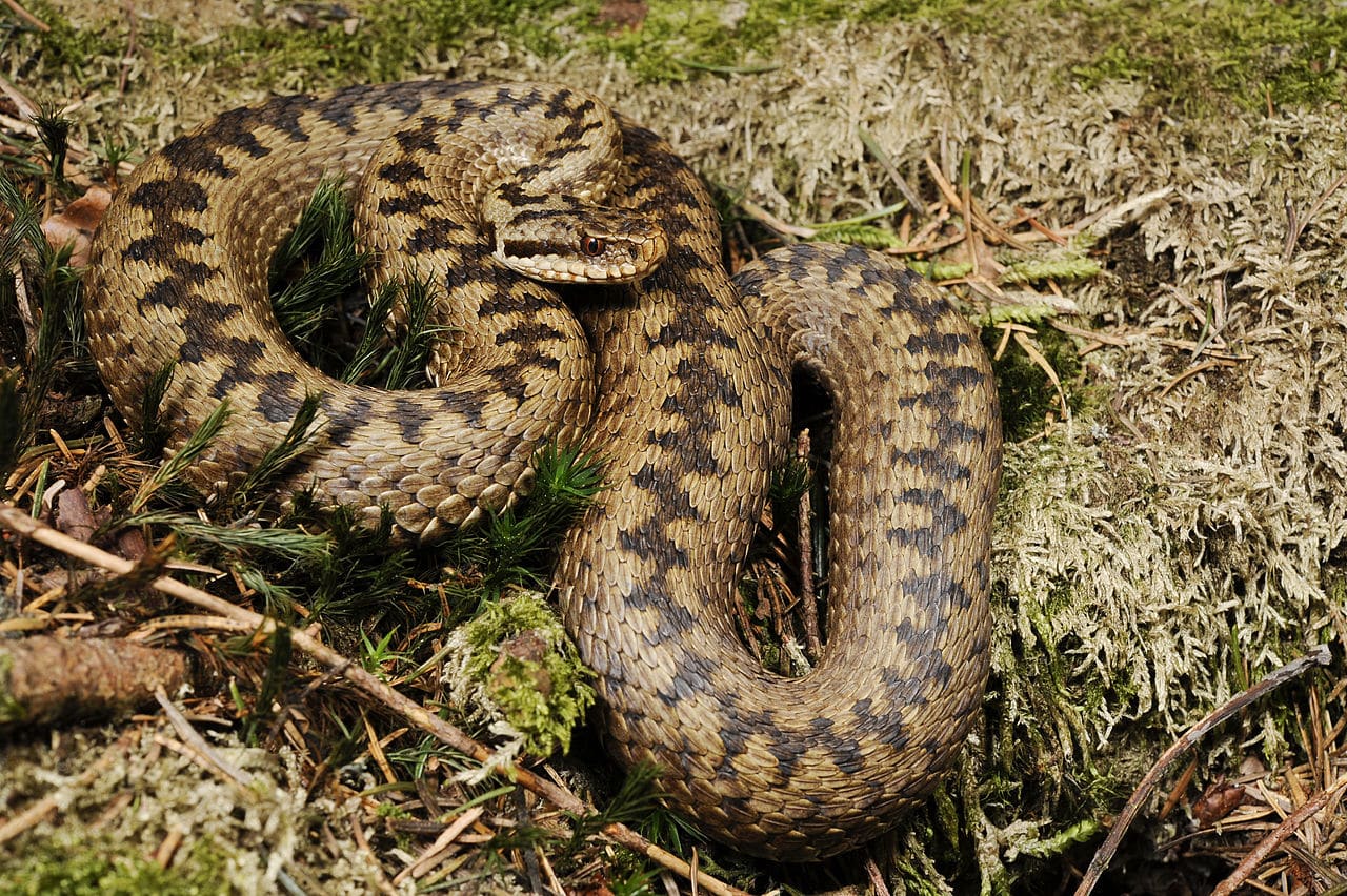 Csanád megjárta a hadak útját a kígyómarással Fotó: Wikipedia