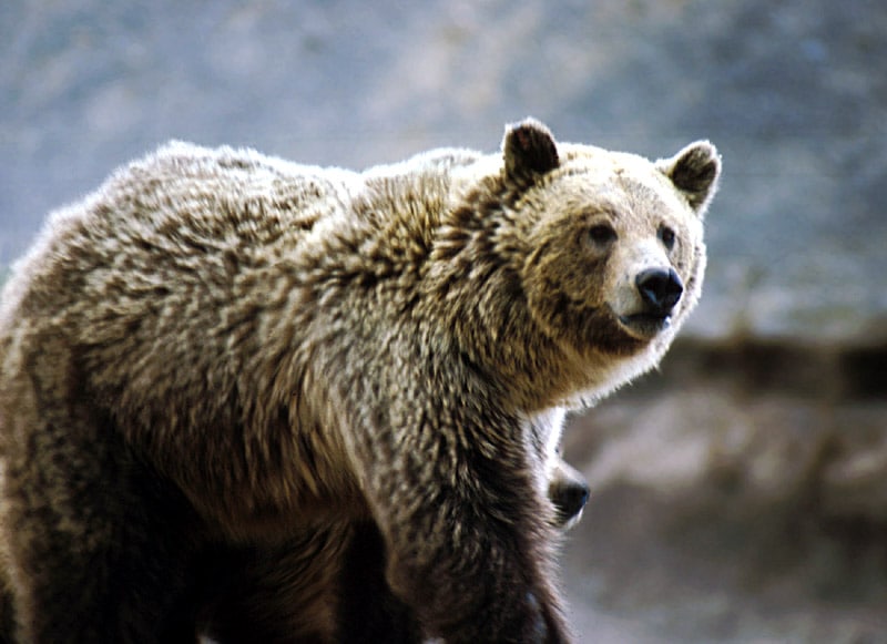 A medve egy csapással végezhetett volna a félnótás természetvédővel Fotó: Wikipedia
