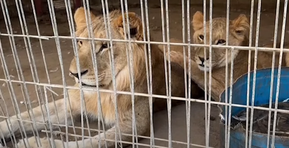 Fotó: youtube / oroszlán jafai állatkert