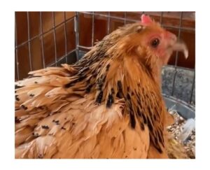 fotó: Mogyoró / tiktok kép