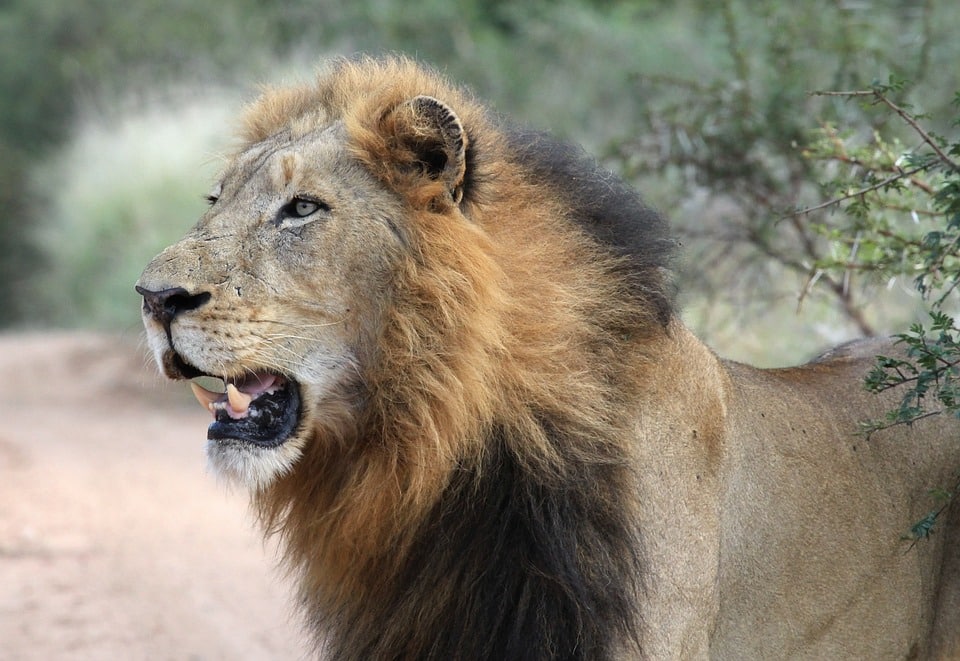A részeg turistának esélye sem volt az oroszlánnal szemben Fotó: Pixabay
