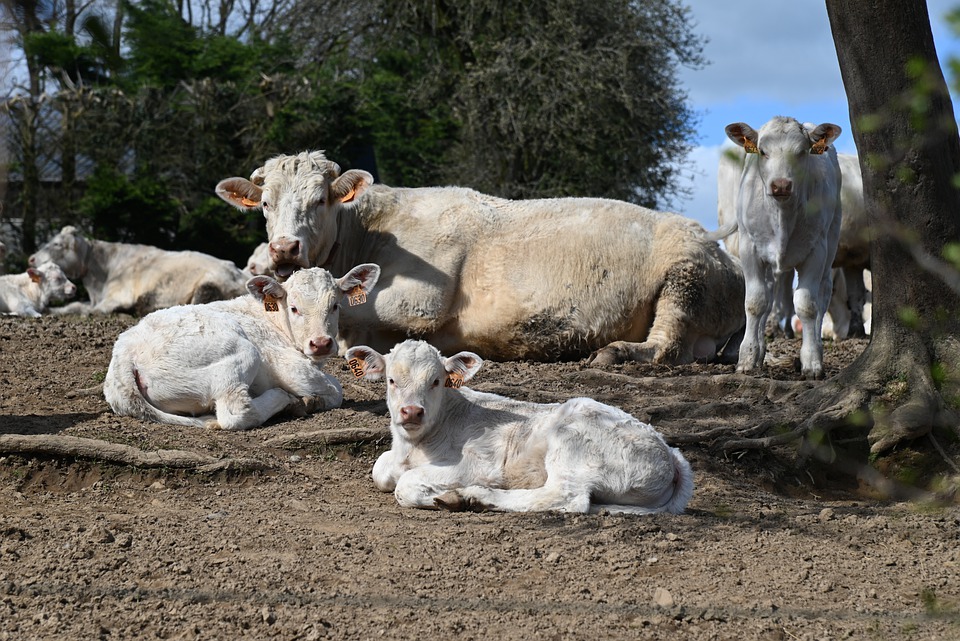 Nem hibáztatható a gazda azért, mert a tehene a kisborját védve megölte a turistát Fotó: Pixabay