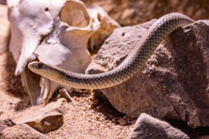 A világ második legveszélyesebb kígyója bújt a bugyis fiókba Fotó: Pixabay