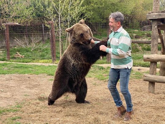 A medve nem játék - Fotó: AcNews/illusztráció