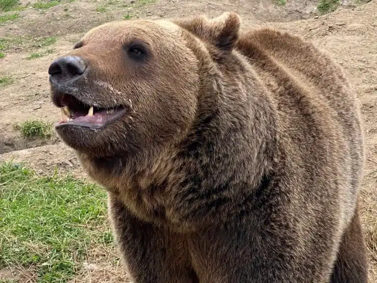 Pofán rúgta a rátámadó medvét a japán harcművész – kétszer is