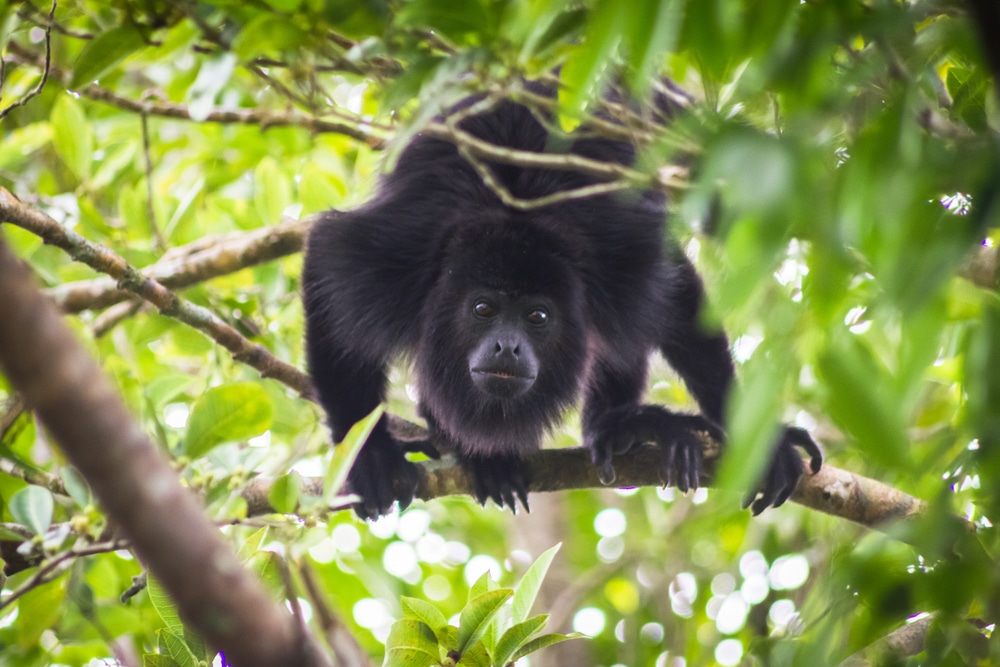 Holtan hullanak a majmok a fákról Mexikóban