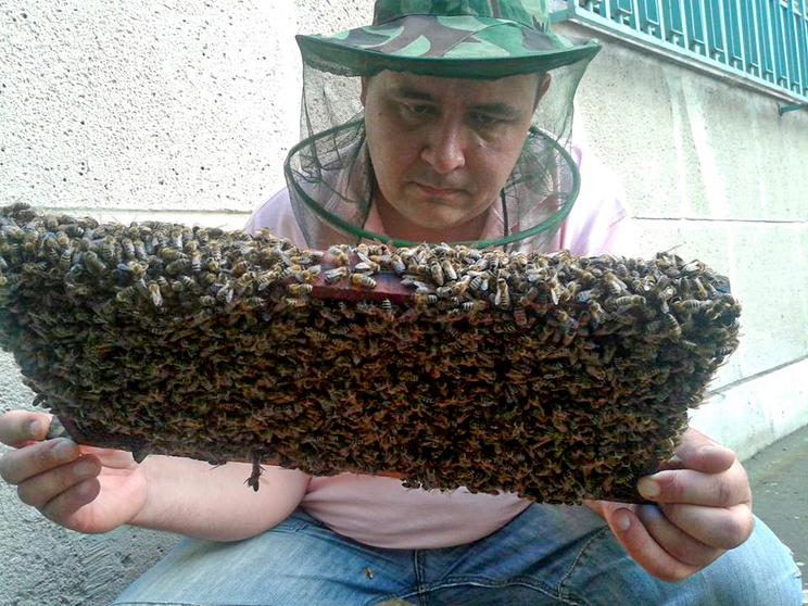 Gyilkos méhek ölték meg Albert versenylovát, ő is kórházba került