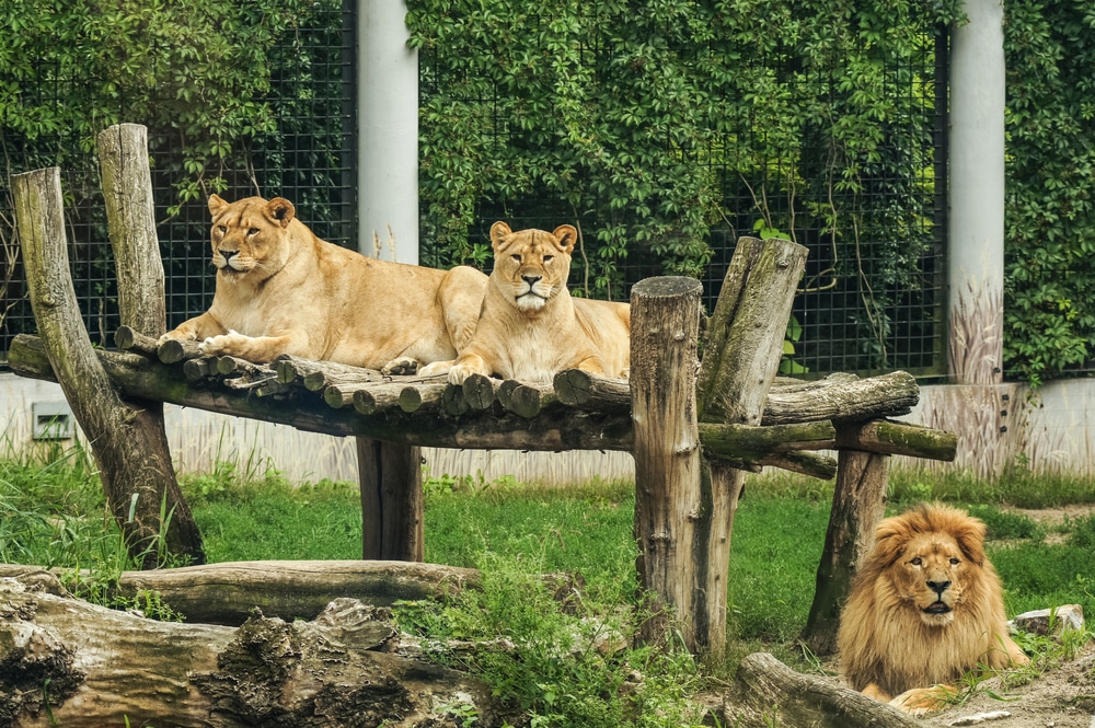 Bezárják az ország összes állami fenntartású állatkertjét