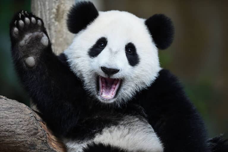 Döbbenet! Így hamisítják a pandákat a kínai állatkertek – VIDEÓ
