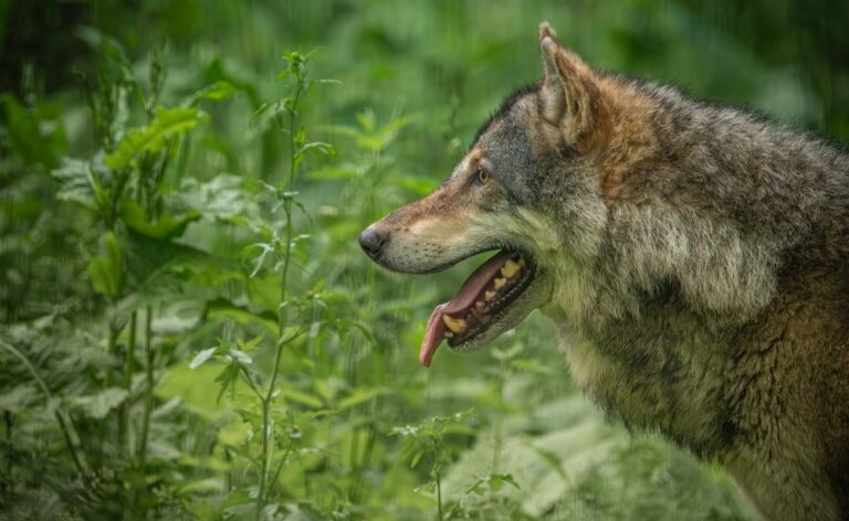 Illusztráció / Fotó: Shutterstock