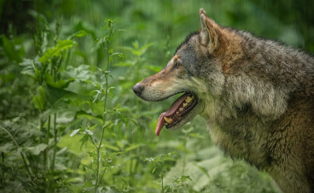 Farkas garázdálkodik a galyatetői erdőben – semmitől sem fél