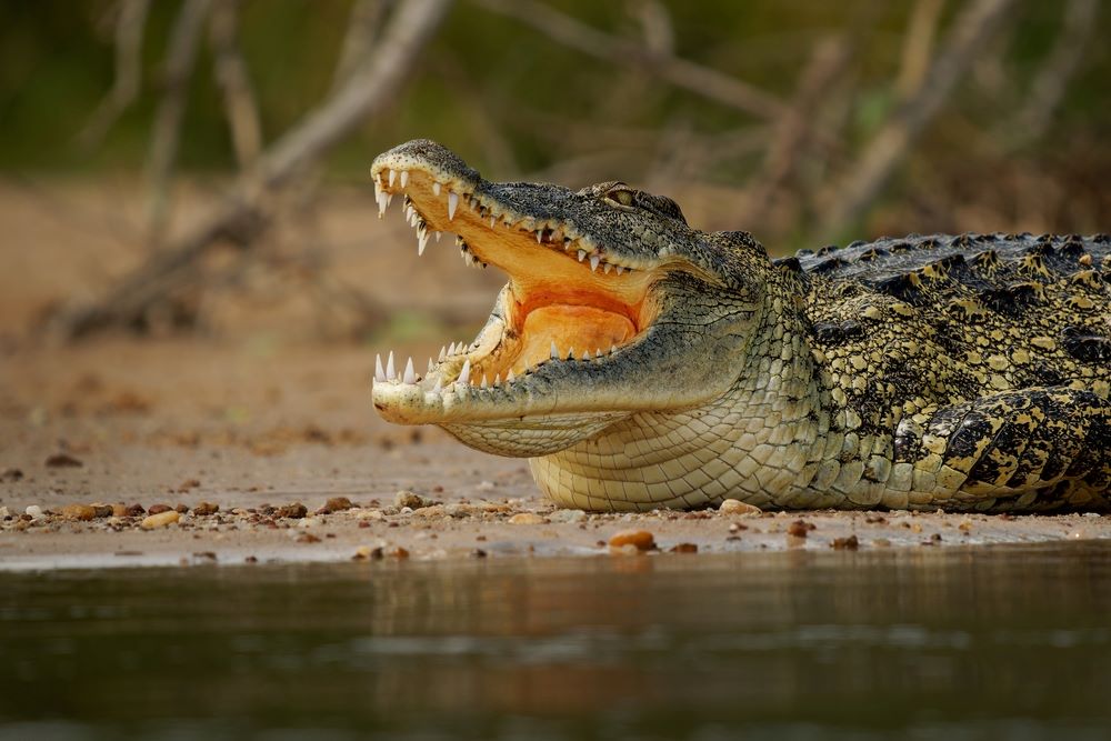 Szívszorító tragédia: úszás közben falt fel egy kislányt a krokodil