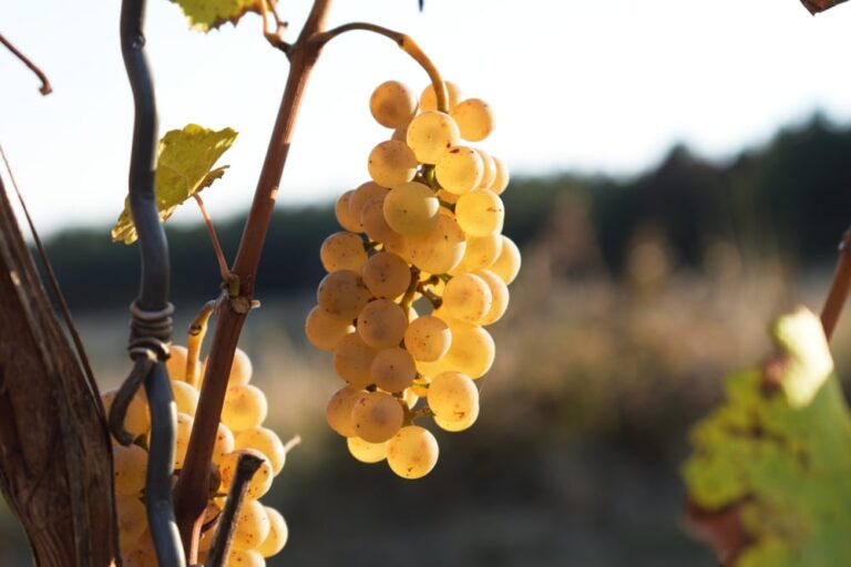 Illusztráció / Fotó: Shutterstock