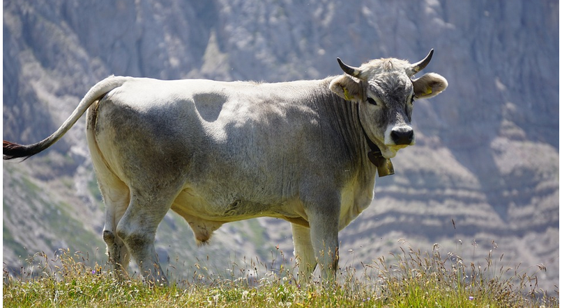 650 kilós, szökött tenyészbikát keres egész Kaposvár