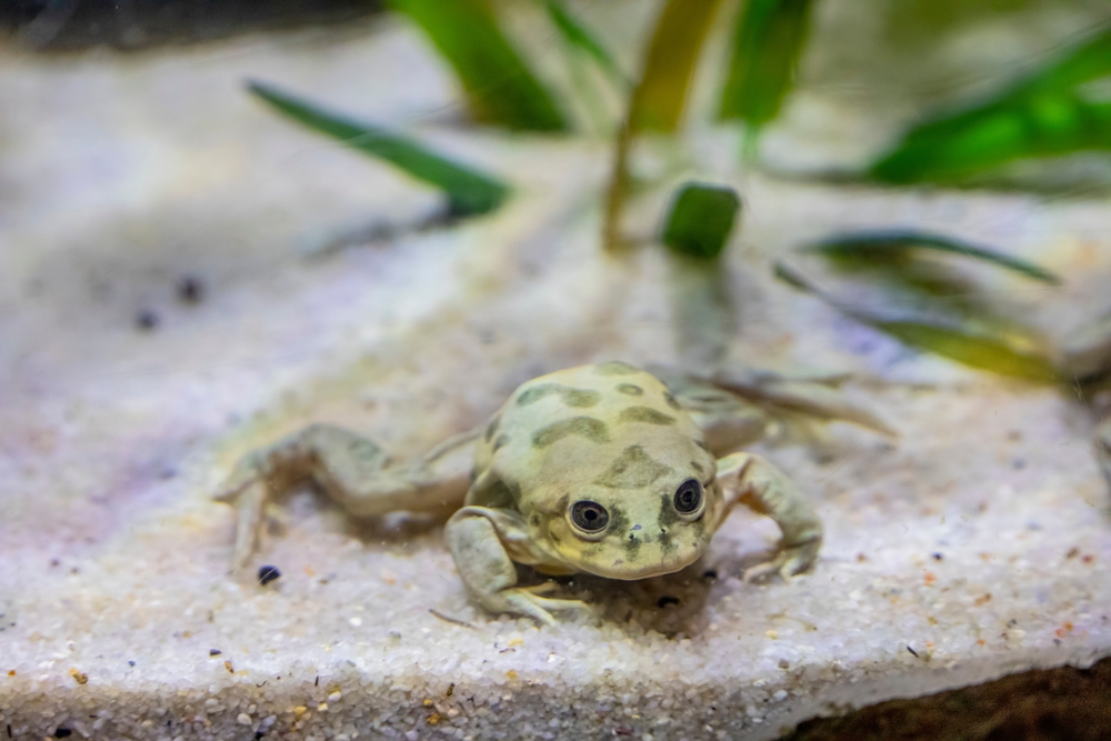 Telmatobius culeus / Fotó: Shutterstock