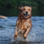 Golden retriever / Fotó: Shutterstock