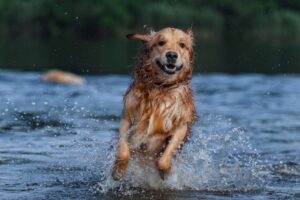 Golden retriever / Fotó: Shutterstock