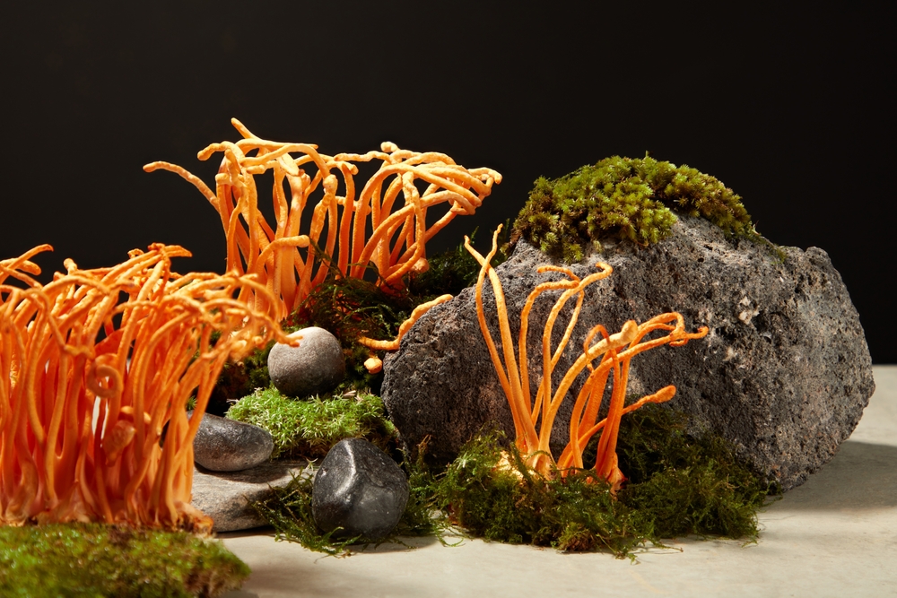 Cordyceps militaris / Fotó: Shutterstock