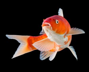 Koi ponty / Fotó: Shutterstock