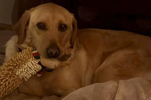 Lissy / Fotó: Lancashire Constabulary / SWNS