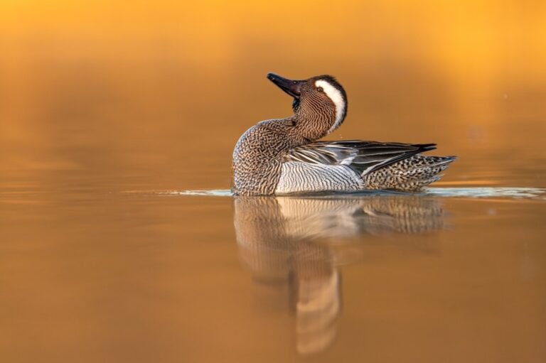 Böjti réce / Fotó: Shutterstock