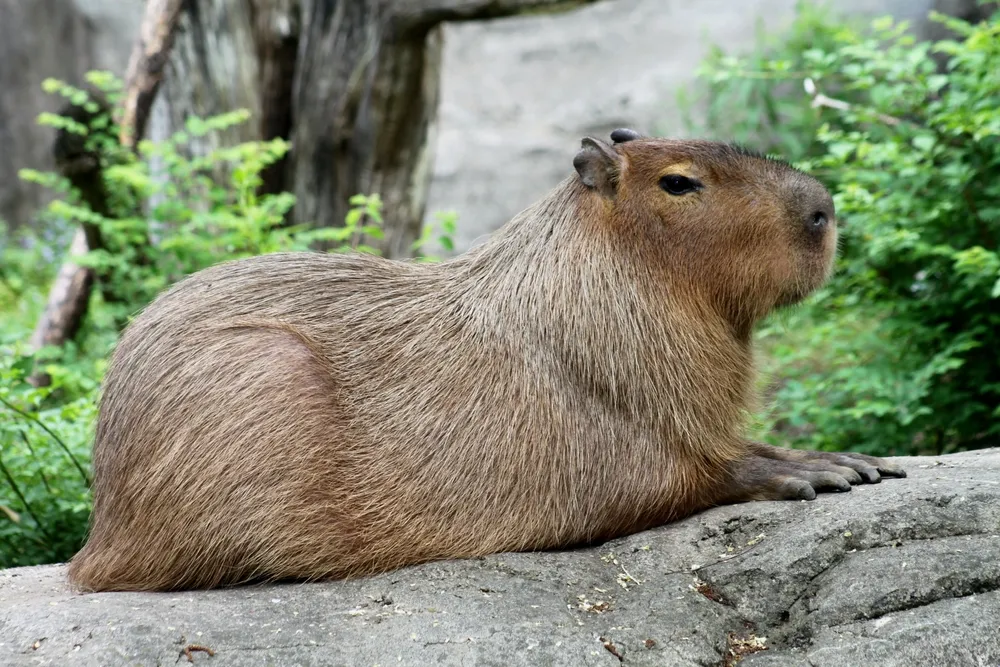 Ijesztő videó: capybara támadt a tóban fürdő nőre