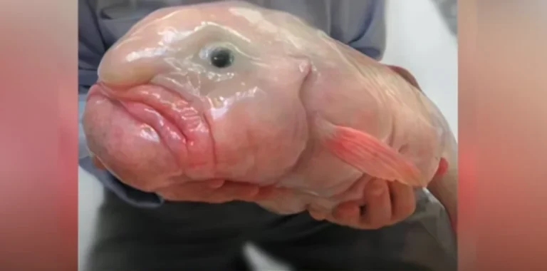 Fotó: YouTube képernyőkép (1 Minute Animals)