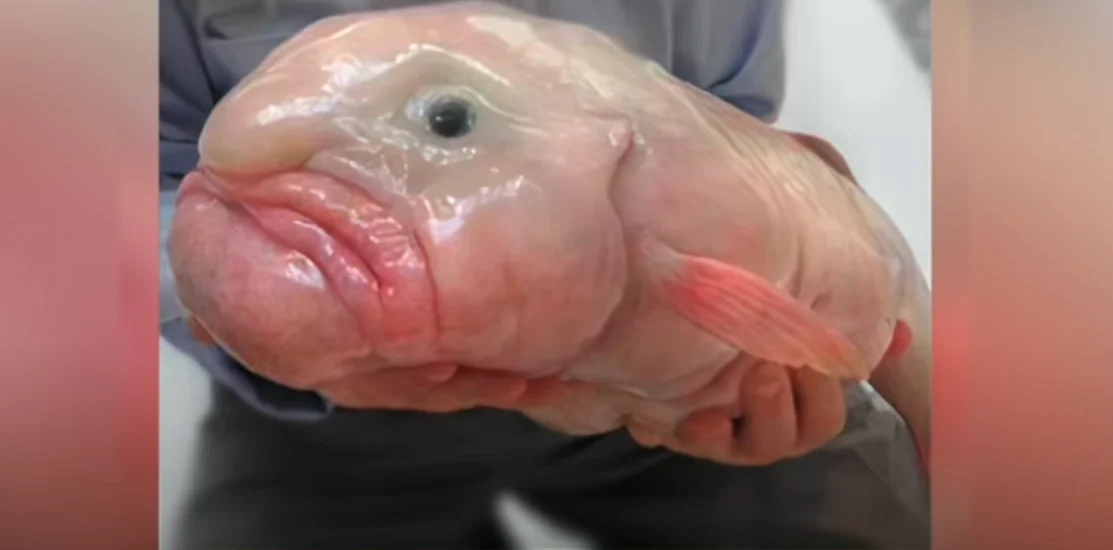 Fotó: YouTube képernyőkép (1 Minute Animals)