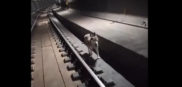 Fotó: Instagram videó (Wiener Linien)