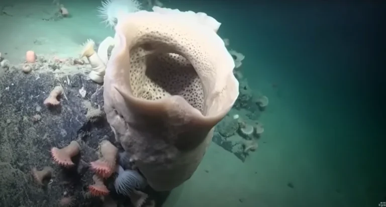 Fotó: YouTube képernyőkép (CBS Evening News)