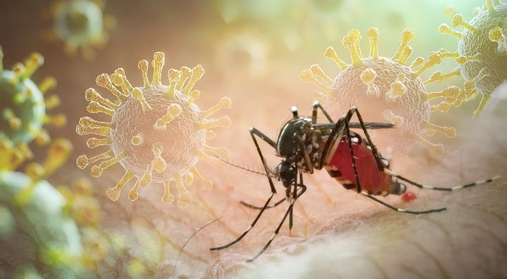 Dengue-láz / Fotó: Shutterstock