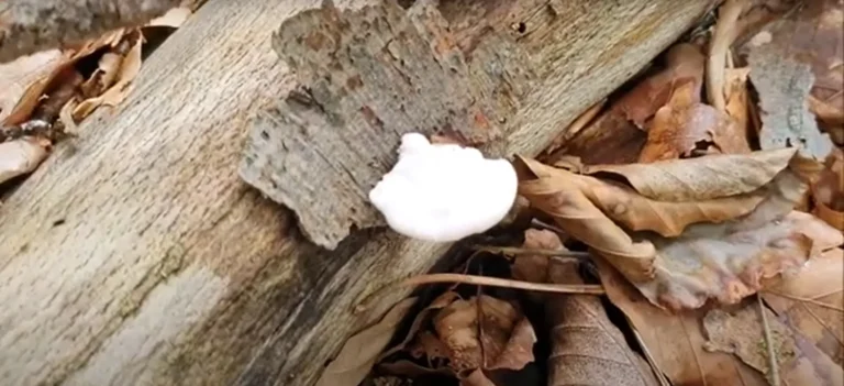 Fotó: YouTube képernyőkép (Gehmitraus)