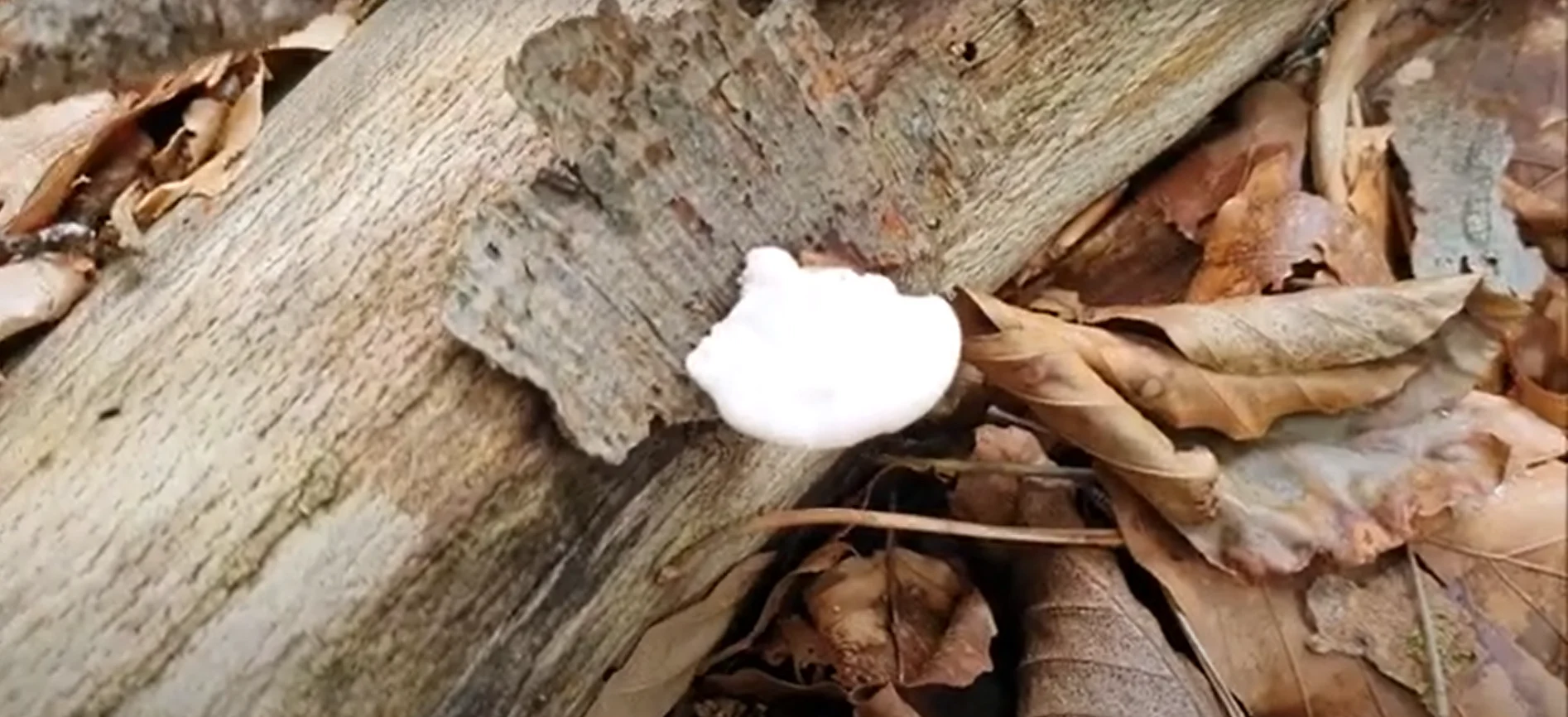 Fotó: YouTube képernyőkép (Gehmitraus)