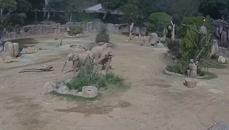 Fotó: YouTube képernyőkép (The Press Democrat)