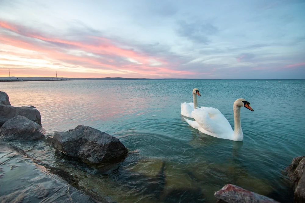 Illusztráció / Fotó: Shutterstock