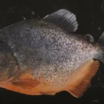 Piranha - Kép forrása: Youtube